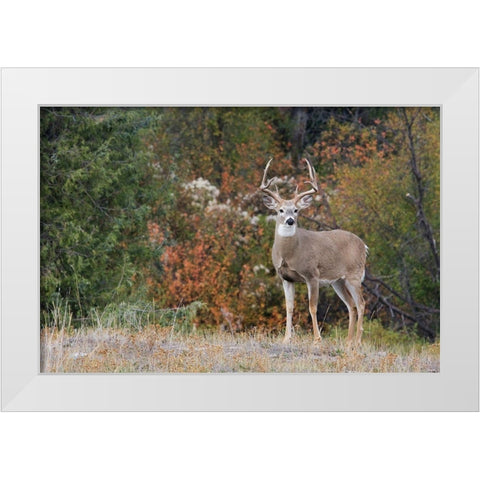 White-tailed Deer Buck White Modern Wood Framed Art Print by Archer, Ken