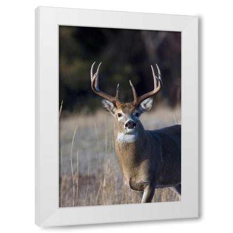 White-tailed Deer Buck White Modern Wood Framed Art Print by Archer, Ken