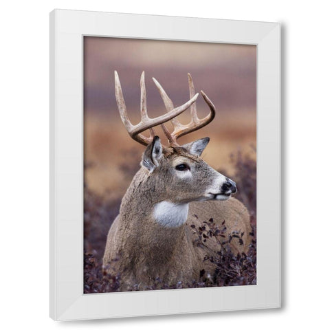 White-tailed Deer Buck White Modern Wood Framed Art Print by Archer, Ken