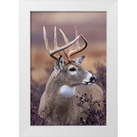 White-tailed Deer Buck White Modern Wood Framed Art Print by Archer, Ken