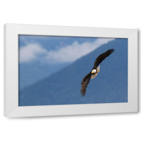 Bald Eagle White Modern Wood Framed Art Print by Archer, Ken