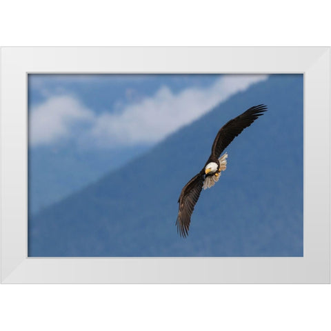 Bald Eagle White Modern Wood Framed Art Print by Archer, Ken