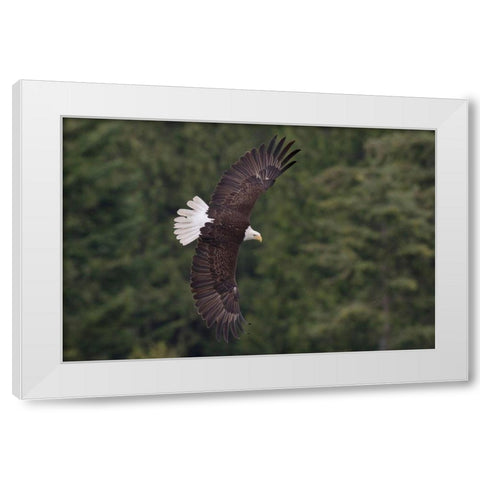 Bald Eagle White Modern Wood Framed Art Print by Archer, Ken