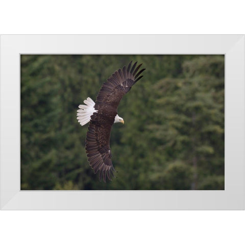 Bald Eagle White Modern Wood Framed Art Print by Archer, Ken