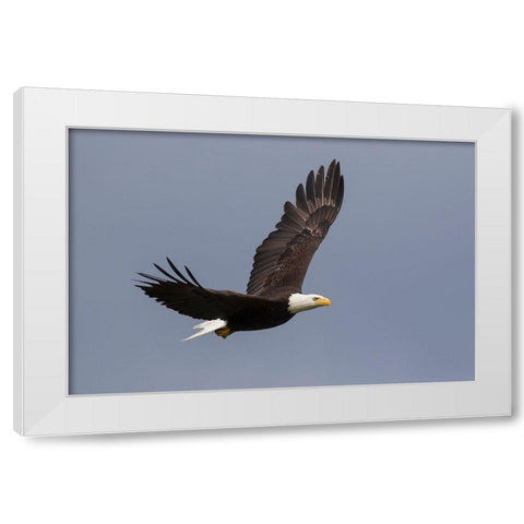 Bald Eagle flying White Modern Wood Framed Art Print by Archer, Ken