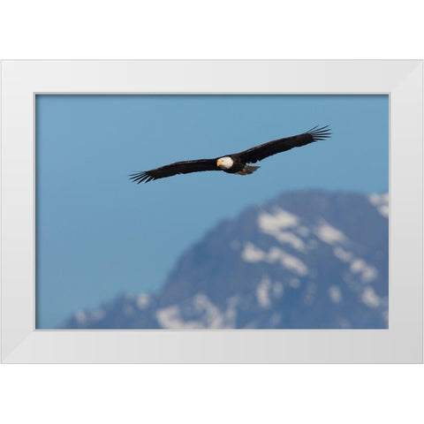 Bald eagle White Modern Wood Framed Art Print by Archer, Ken