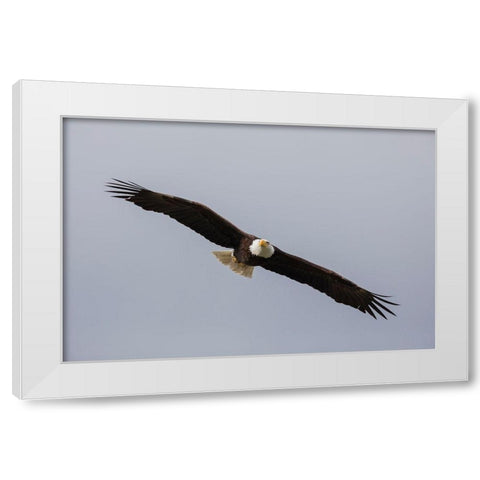 Bald Eagle White Modern Wood Framed Art Print by Archer, Ken
