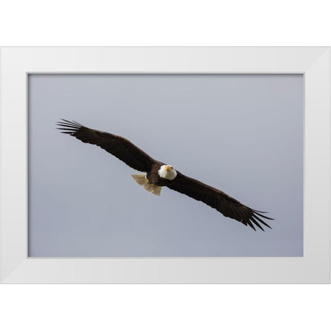 Bald Eagle White Modern Wood Framed Art Print by Archer, Ken