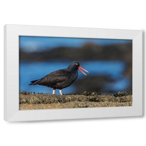 Black Oystercatcher Calling White Modern Wood Framed Art Print by Archer, Ken