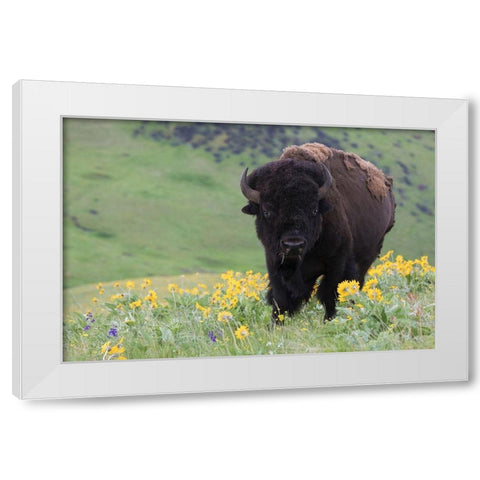 Bison-Balsa Root Blooms White Modern Wood Framed Art Print by Archer, Ken