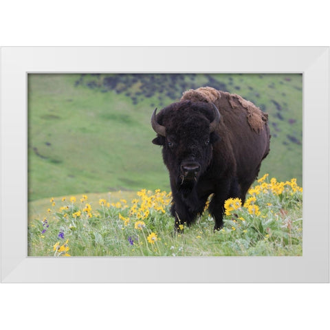 Bison-Balsa Root Blooms White Modern Wood Framed Art Print by Archer, Ken