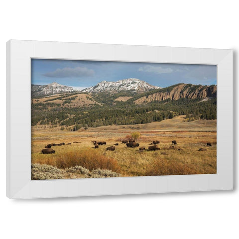 Bison in Lamar Valley-Yellowstone National Park White Modern Wood Framed Art Print by Archer, Ken