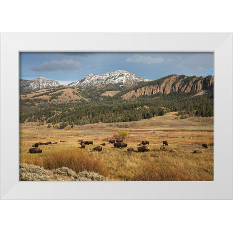 Bison in Lamar Valley-Yellowstone National Park White Modern Wood Framed Art Print by Archer, Ken