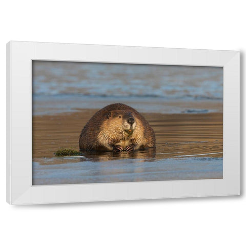 Beaver-foraging in early winter White Modern Wood Framed Art Print by Archer, Ken