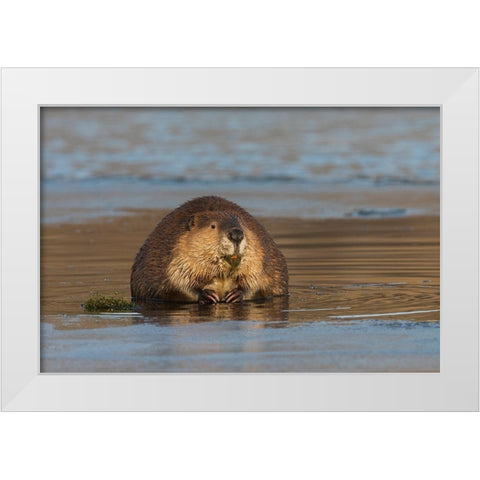Beaver-foraging in early winter White Modern Wood Framed Art Print by Archer, Ken