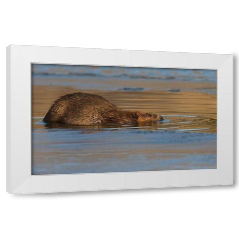 Beaver-late autumn ice pathway White Modern Wood Framed Art Print by Archer, Ken