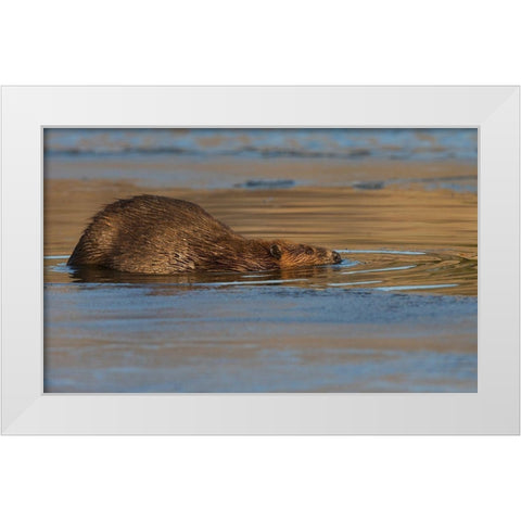Beaver-late autumn ice pathway White Modern Wood Framed Art Print by Archer, Ken