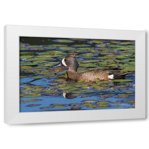 Blue-winged Teal Drake White Modern Wood Framed Art Print by Archer, Ken