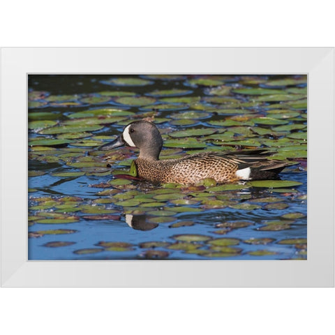 Blue-winged Teal Drake White Modern Wood Framed Art Print by Archer, Ken