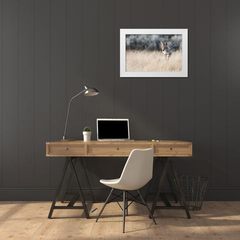 Coyote on the prowl for a meal White Modern Wood Framed Art Print by Archer, Ken