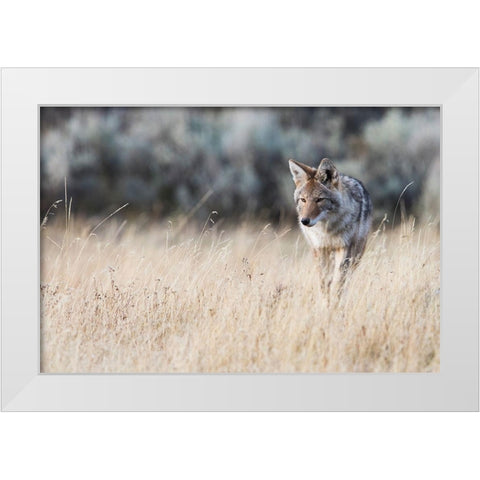 Coyote on the prowl for a meal White Modern Wood Framed Art Print by Archer, Ken
