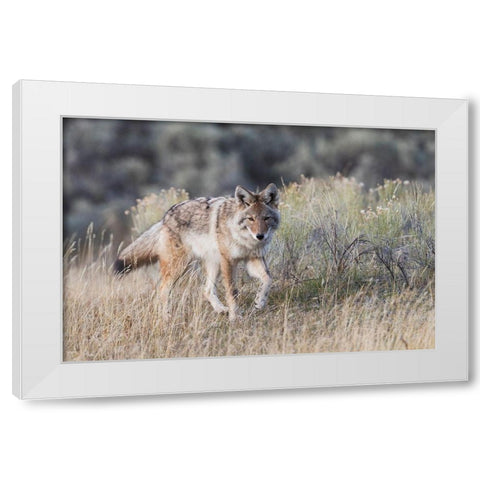 Coyote-stalking White Modern Wood Framed Art Print by Archer, Ken