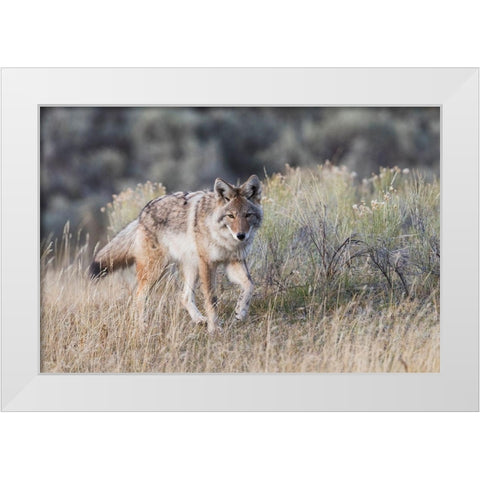 Coyote-stalking White Modern Wood Framed Art Print by Archer, Ken