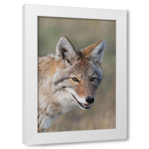 Coyote-Close-up Portrait White Modern Wood Framed Art Print by Archer, Ken