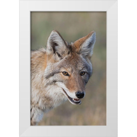 Coyote-Close-up Portrait White Modern Wood Framed Art Print by Archer, Ken