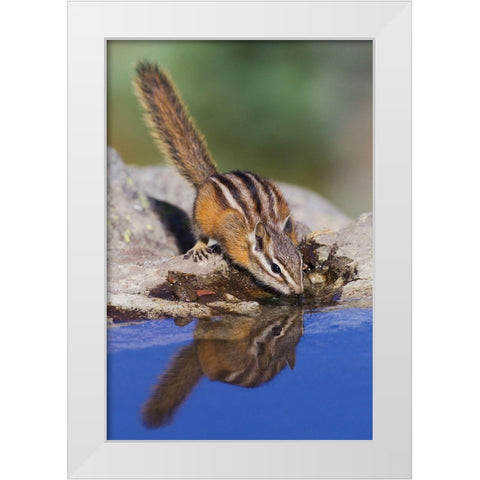 Townsends Chipmunk-summer time drink White Modern Wood Framed Art Print by Archer, Ken