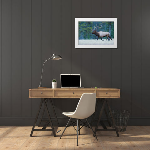 Bull Elk on the move White Modern Wood Framed Art Print by Archer, Ken