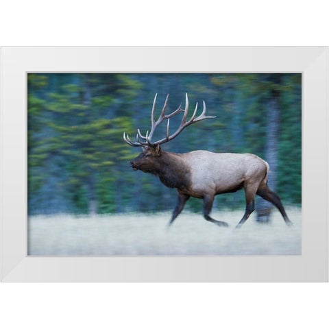 Bull Elk on the move White Modern Wood Framed Art Print by Archer, Ken