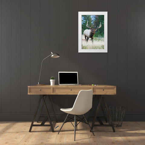 Bull Elk Bugling White Modern Wood Framed Art Print by Archer, Ken