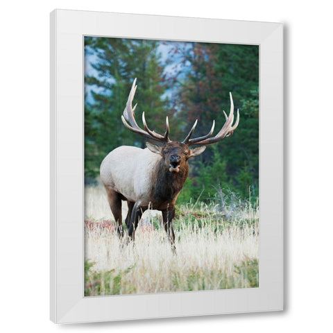 Bull Elk Bugling White Modern Wood Framed Art Print by Archer, Ken