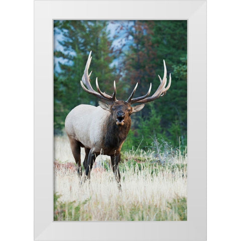 Bull Elk Bugling White Modern Wood Framed Art Print by Archer, Ken