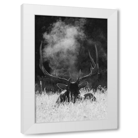 Rocky Mountain Bull Elk-bugling after effects White Modern Wood Framed Art Print by Archer, Ken
