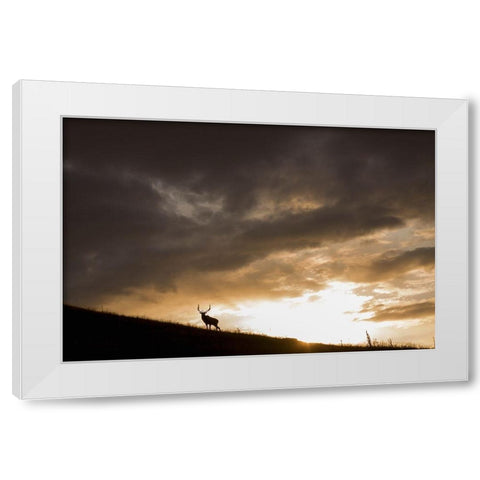 Bull Elk-sunset storm clouds White Modern Wood Framed Art Print by Archer, Ken