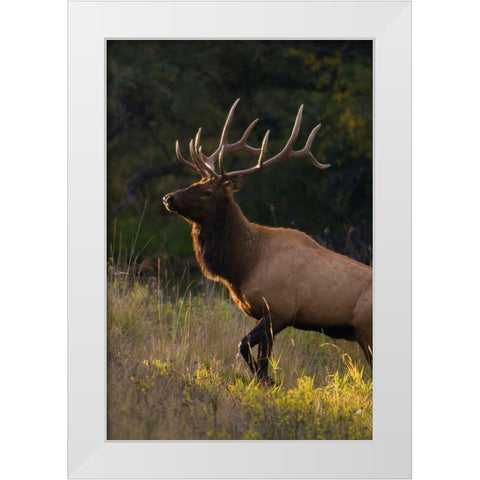Bull Elk-last sunrays of the day White Modern Wood Framed Art Print by Archer, Ken