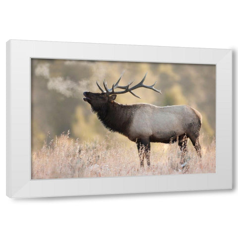 Bull Elk-Morning Breath White Modern Wood Framed Art Print by Archer, Ken