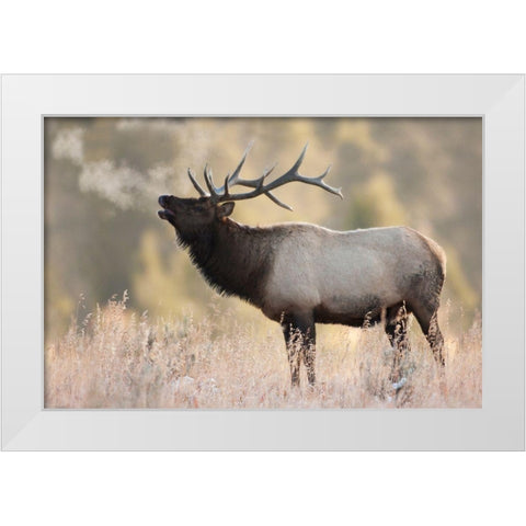 Bull Elk-Morning Breath White Modern Wood Framed Art Print by Archer, Ken