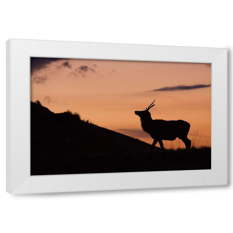 Young Bull Elk-Sunset Silhouette White Modern Wood Framed Art Print by Archer, Ken