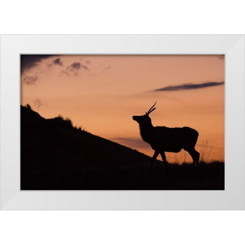 Young Bull Elk-Sunset Silhouette White Modern Wood Framed Art Print by Archer, Ken