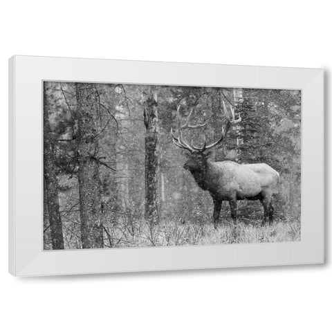 Bull Elk-autumn snow White Modern Wood Framed Art Print by Archer, Ken