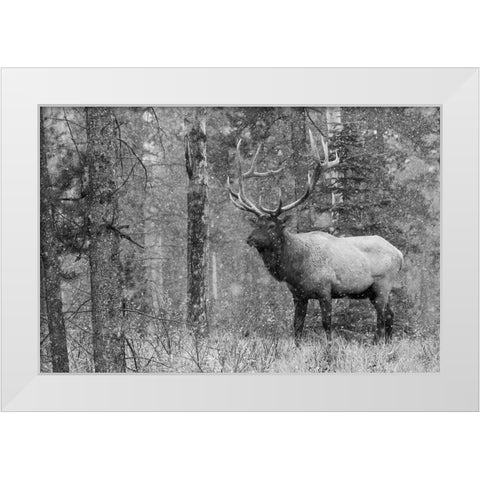 Bull Elk-autumn snow White Modern Wood Framed Art Print by Archer, Ken