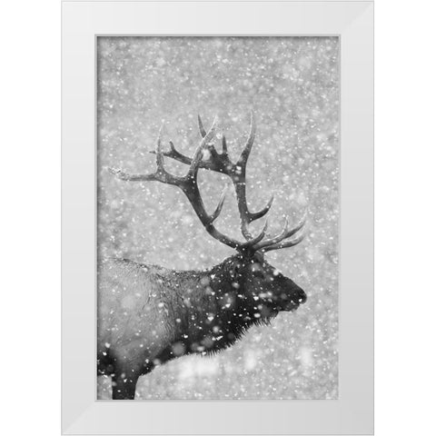 Bull Elk-Autumn Snow White Modern Wood Framed Art Print by Archer, Ken