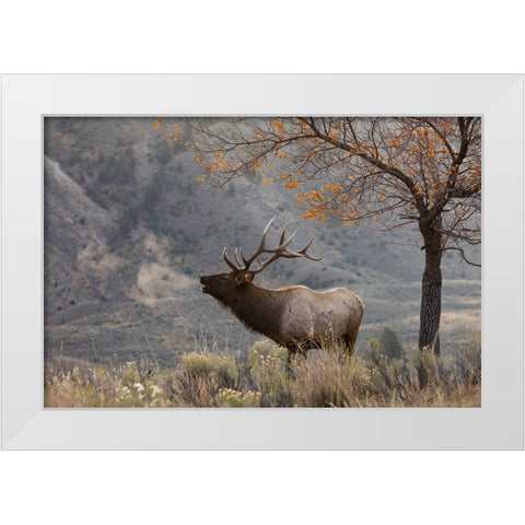 Bull Elk Bugling-morning song White Modern Wood Framed Art Print by Archer, Ken