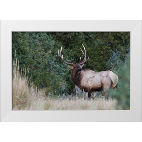 Bull Elk Bugling White Modern Wood Framed Art Print by Archer, Ken