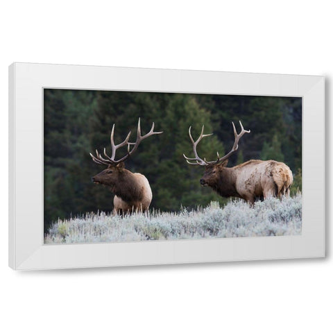 Mature Elk Bulls sizing one another up White Modern Wood Framed Art Print by Archer, Ken