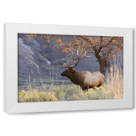 Rocky Mountain Bull Elk-Autumn Morning White Modern Wood Framed Art Print by Archer, Ken
