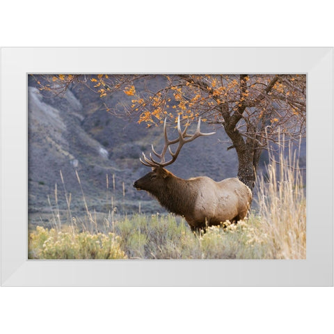 Rocky Mountain Bull Elk-Autumn Morning White Modern Wood Framed Art Print by Archer, Ken